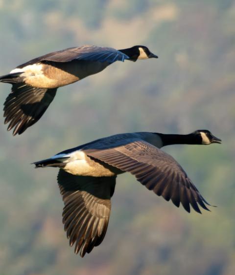 Canada Geese pair