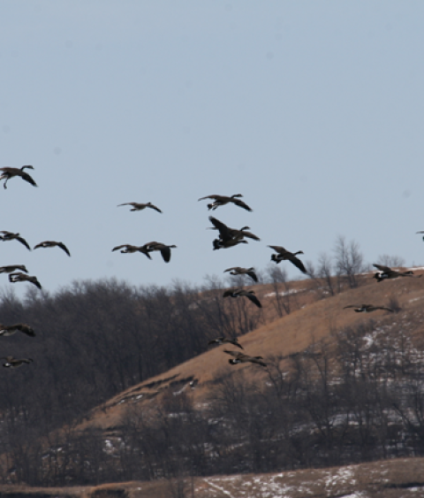 Migrating Canada geese 