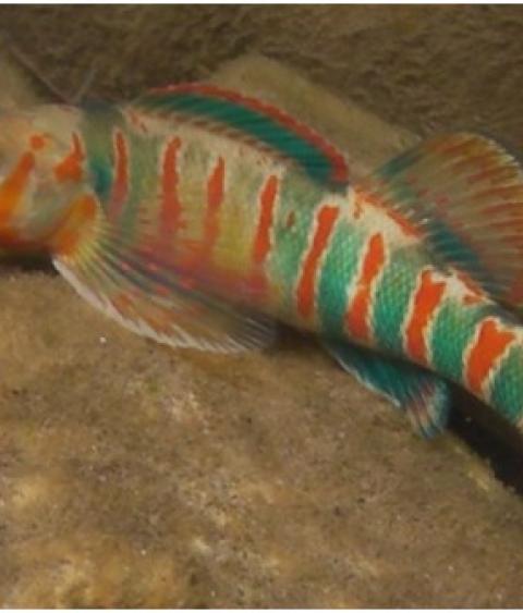 Candy darter