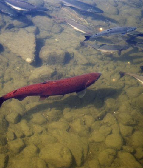 Chinook salmon