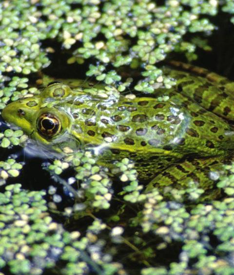 Chiracahua Leopard Frog