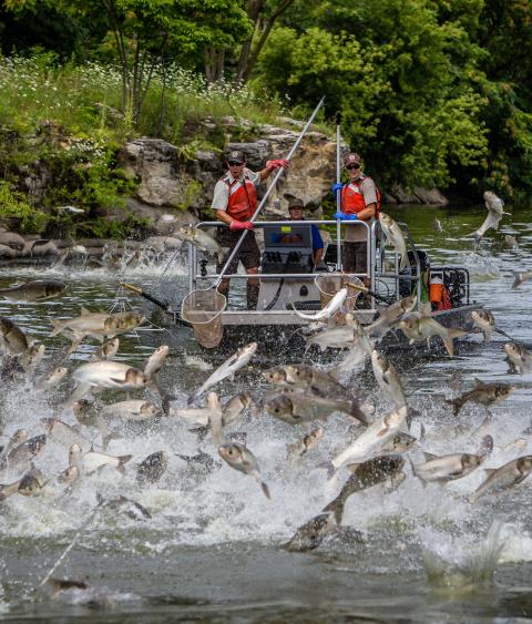 jumping silver carp