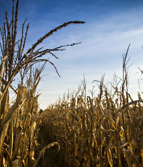 Corn crop