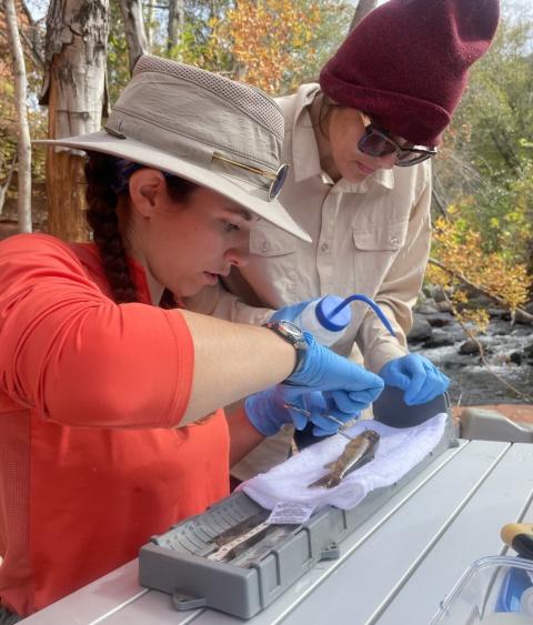 University of Arizona graduate students iimplant transmitter into smallmouth bass-redeye bass hybrid 