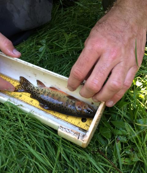 Trout research