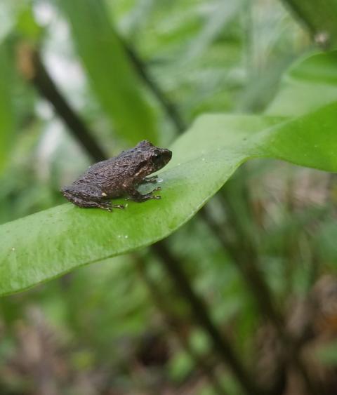 Coqui frog