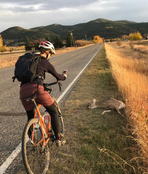 Cyclist documenting deer roadkill
