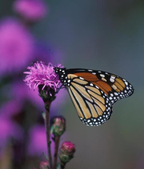 Monarch butterfly