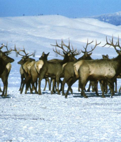 Elk herd