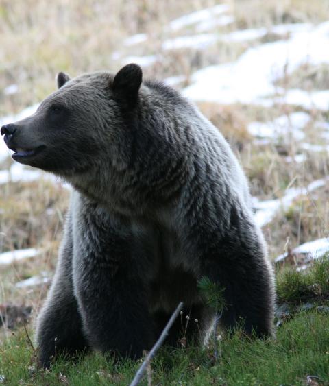 Yellowstone Grizzly Bear