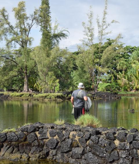 Research being conducted in Hawaiin fishpond