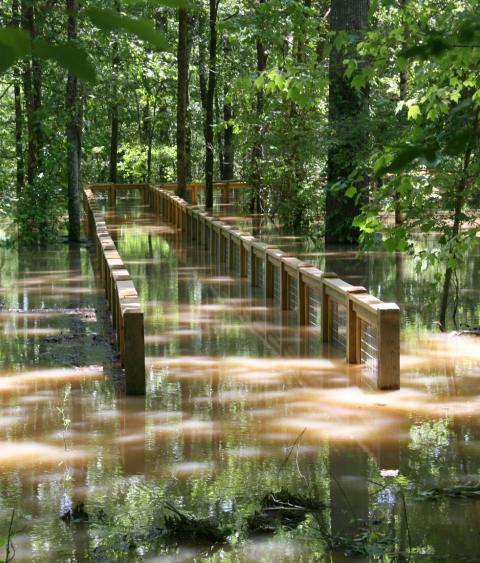 Flooded boardwalk at White River National Wildlife Refuge