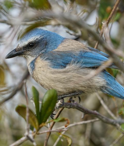 Florida Scrub-jay