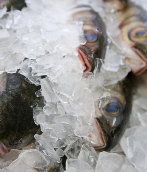 Fresh fish on ice