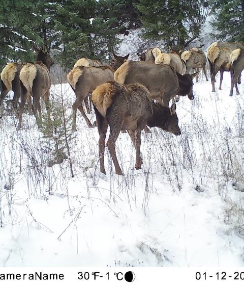 Trail cam still photo