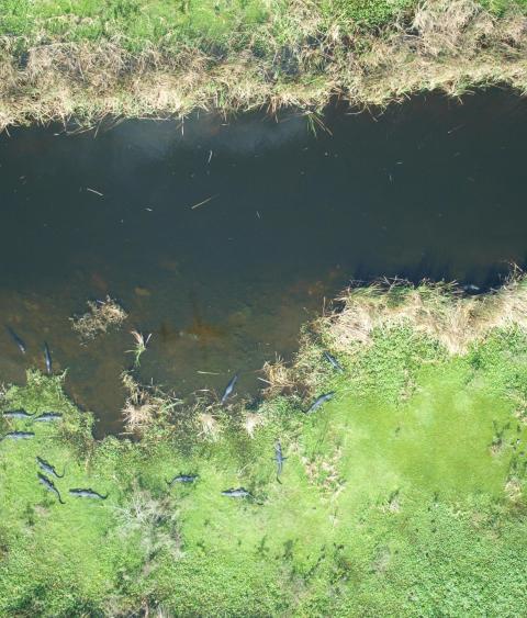 Aerial photos of gators