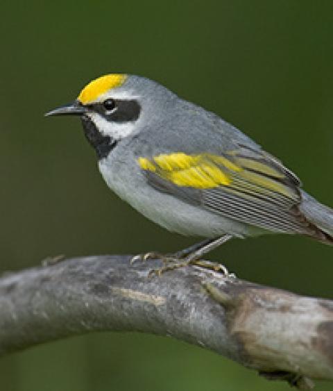 Golden-winged warbler is a small songbird found in the North-central and Eastern U.S. 