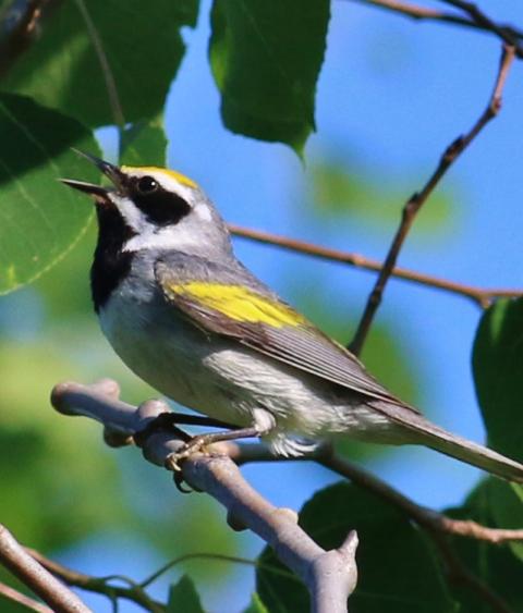 Golden winged warbler