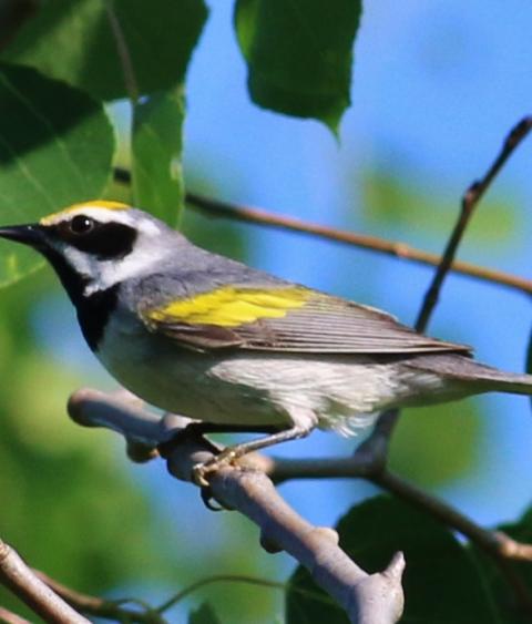 Golden-winged Warbler