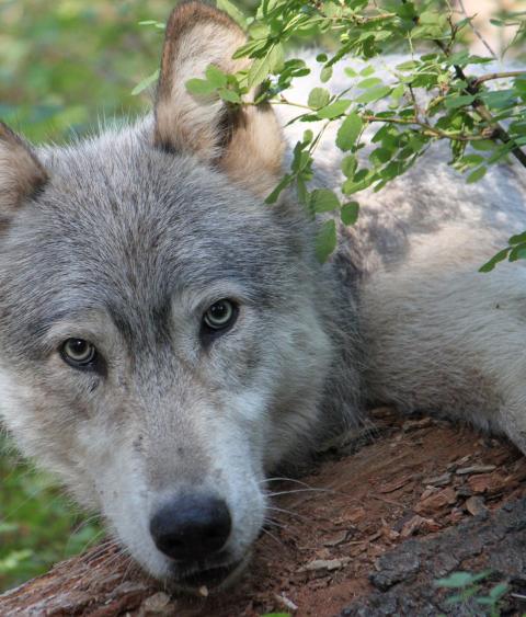 Gray Wolf from Wehana Pack