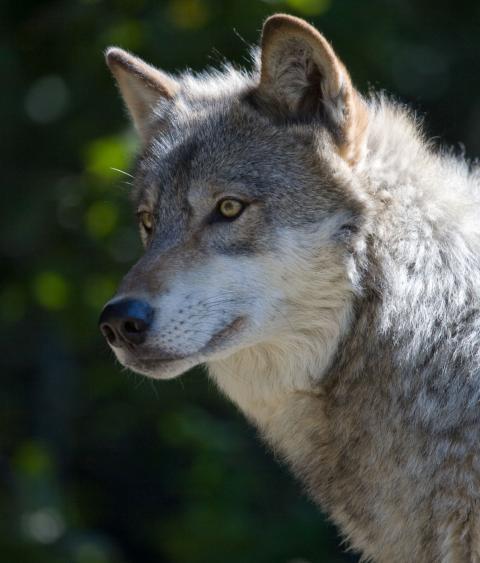 Gray wolf