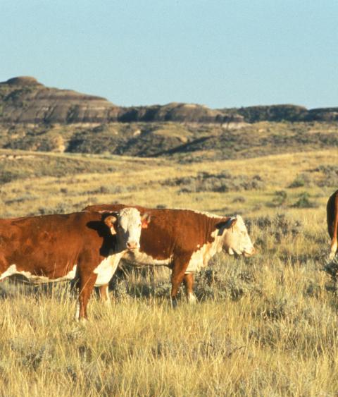 Cattle Grazing in Montana
