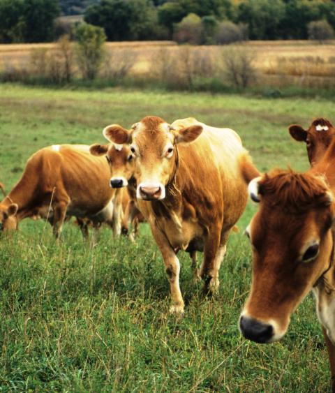 image of grazing Jersey cattle