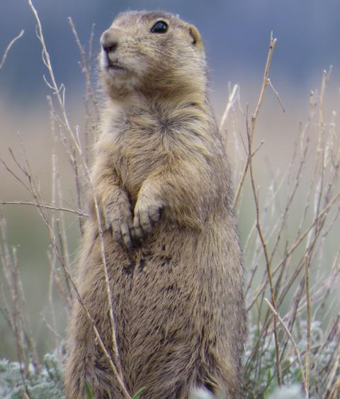 Gunnison's Prairie Dog