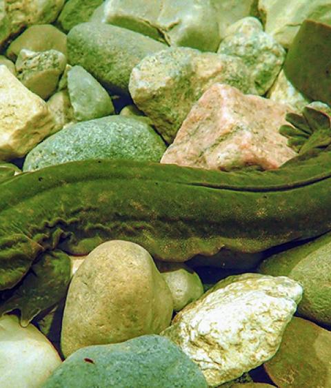 Hellbender