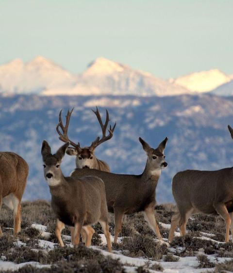 Mule deer in Wyoming