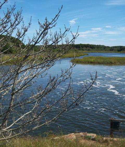 Herring River, Cape Cod, Massachusetts