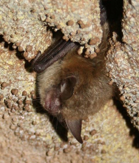 Hibernating northern long-eared bat