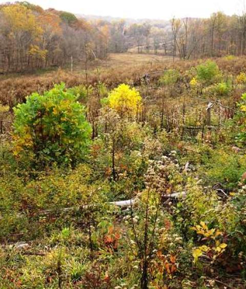 Ross Lake Wildlife Area in southern Ohio