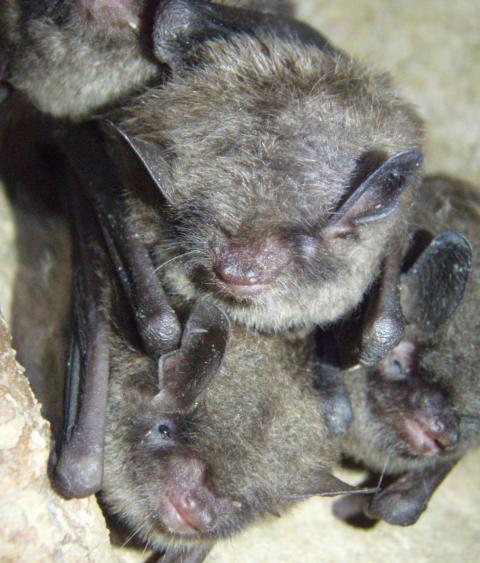 Bats in Indiana
