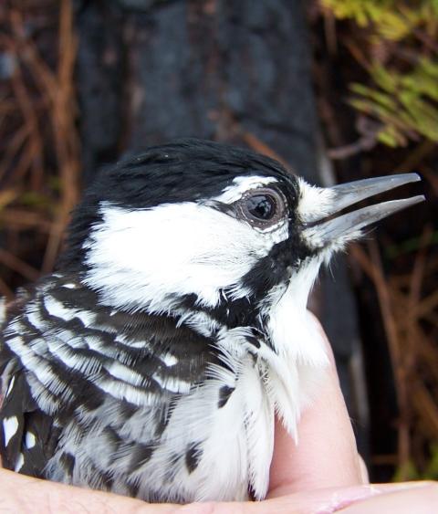 Eric Spadgenske holding female red-cockaded woodpecker