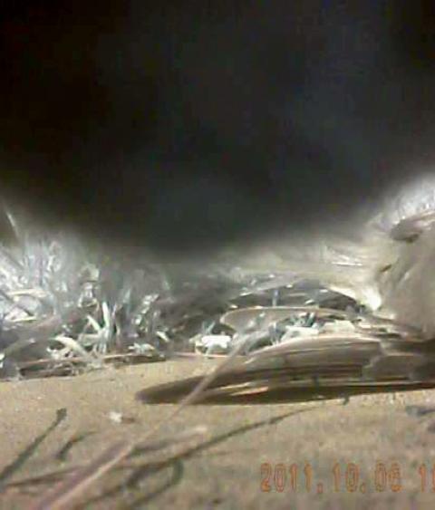 Injured pheobe being stalked by a cat