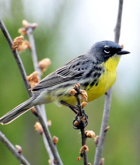 Kirtland's Warbler