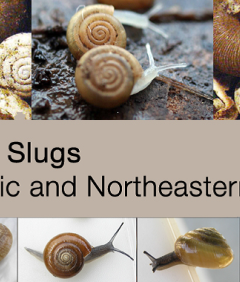 Land snails and slugs of the Mid-Atlantic and Northeastern United States