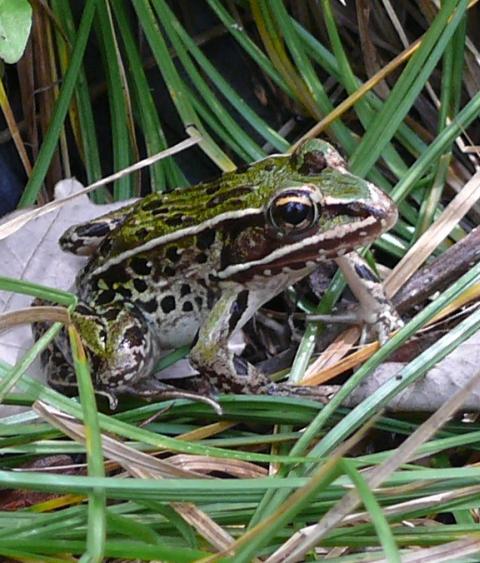 Leopard frog