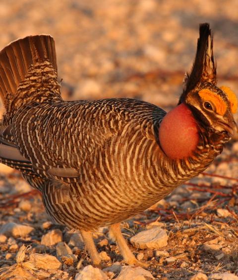 lesser prairie chicken
