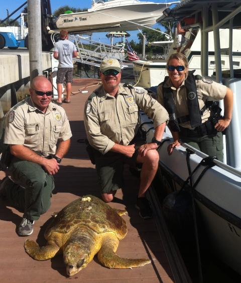 Loggerhead recovery efforts
