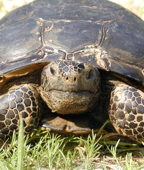 Longleaf tortoise