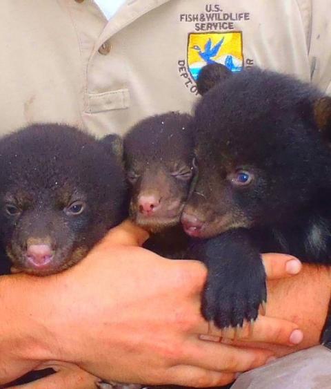 USFWS Employee Matthew McCollister with Louisiana Black Bear Cubs