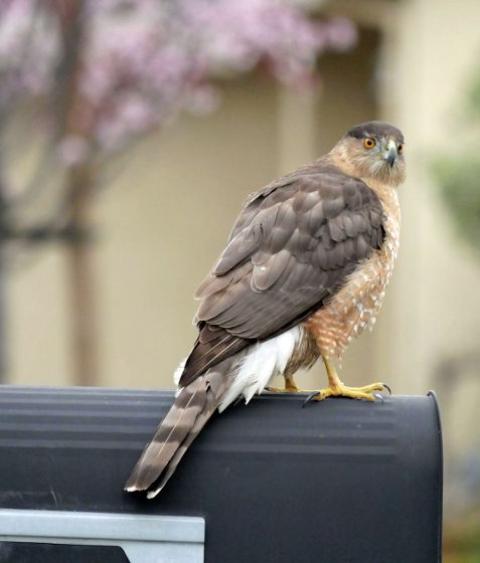 Hawk on mailbox