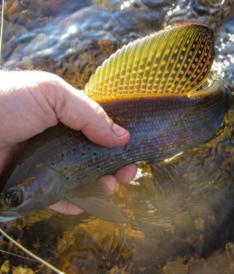 Artic Grayling