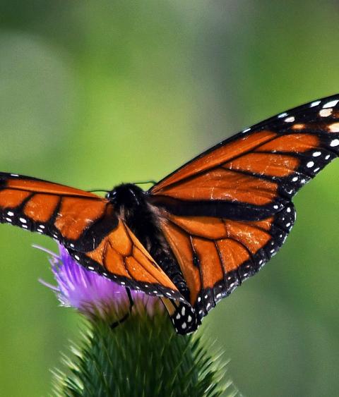 Monarch butterfly