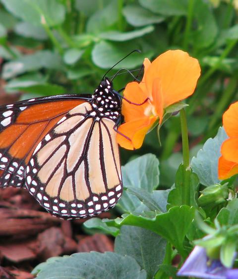 Monarch butterfly