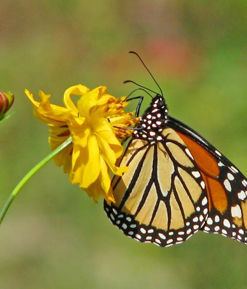 Monarch butterfly pollinating a flower