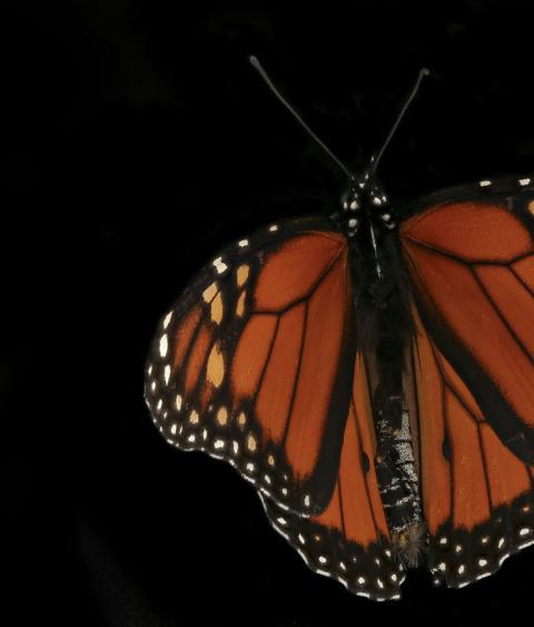 Monarch butterfly