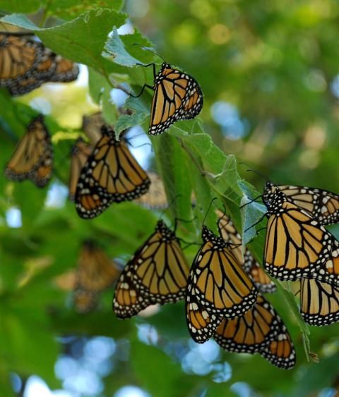 Monarch butterflies